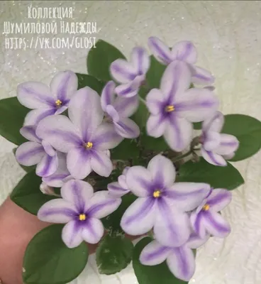 Фиалки химеры – Фиалки и глоксинии Надежды Шумиловой