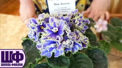 Ирина(стандарт,химера)Пасынок укор. 22.06. | Saintpaulia, Beautiful  flowers, African violets