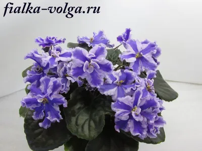 Главная | Сенполии Химеры | Зарубежные | Сайт Светланы Самохиной: фиалки,  стрептокарпусы, эписции