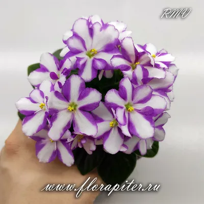 Фиалки на Алтае