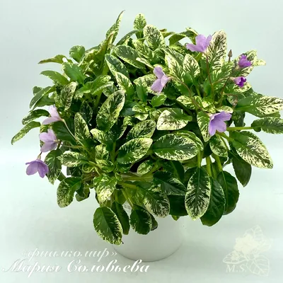 Листики фиалки-химеры в дар (Санкт-Петербург). Дарудар