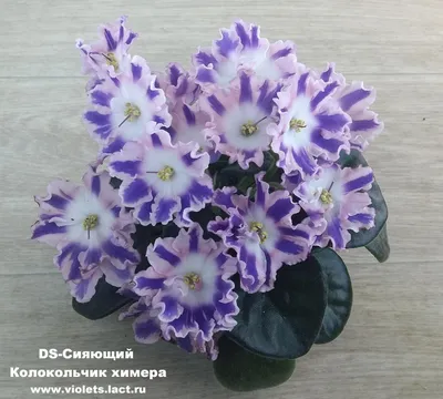 Фиалки Химеры - сокровища коллекций - FloraPiter.Ru коллекционные ФИАЛКИ  (г.Королев, г.Москва и Московская обл.)