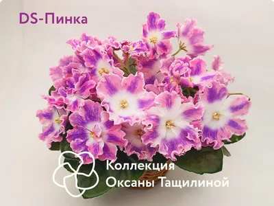 Фиалки в Набережных Челнах | ВКонтакте