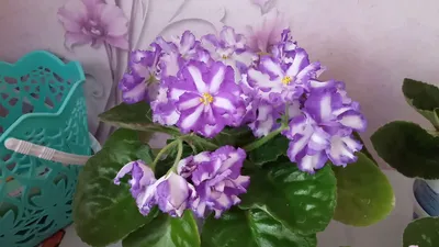 Фиалки Химеры - сокровища коллекций - FloraPiter.Ru коллекционные ФИАЛКИ  (г.Королев, г.Москва и Московская обл.)