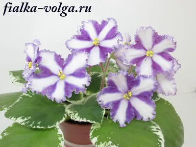 Каталог Фиалок Химер