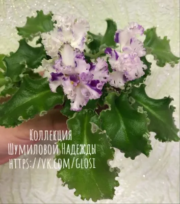 Химери (стор. 5 із 6) - Фіалки-Одеса - Колекція Поспілко Тетяни