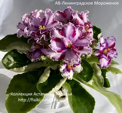 Фиалки Химеры - сокровища коллекций - FloraPiter.Ru коллекционные ФИАЛКИ  (г.Королев, г.Москва и Московская обл.)