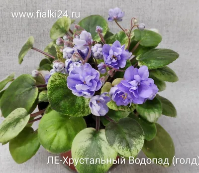 Сенполия — Википедия