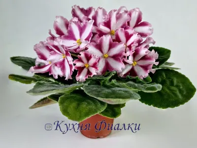 Комнатные растения: стрептокарпусы, фиалки, сенполии химеры, бегонии,  глоксинии, фуксии
