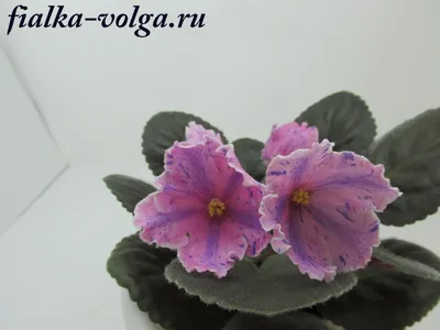 ХИМЕРНЫЕ СОРТА КУХНЯ ФИАЛКИ, ФИАЛКИ ХИМЕРЫ, ХИМЕРЫ КУПИТЬ, СЕНПОЛИИ ХИМЕРЫ,  ЗАКАЗАТЬ, Psychedelic Show, Ness Peppermint Kathy, Neptunе Jewels, Fortuner  Teller, Yukako, Ness Dream Marker, Humako Mandy, Lyons Crown Jewel,  Kilauea, Lyon's Raspberries