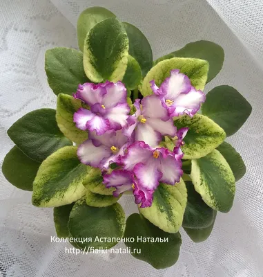 Селекция Лебецкой - FloraPiter.Ru коллекционные ФИАЛКИ (г.Королев, г.Москва  и Московская обл.)