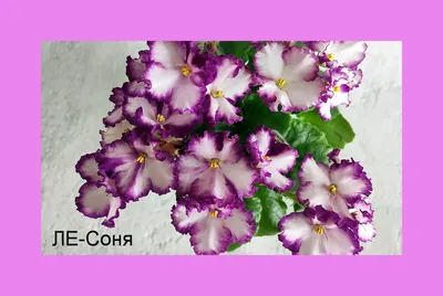 Лебецкой (ЛЕ) | | Фиалки от Натали