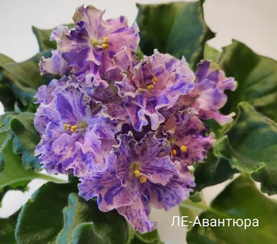 ЛЕ-Коко Шанель (Е. Лебецкая) - Фиалки Натальи Величко
