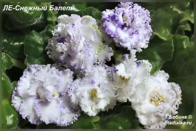 Самарский Дом Фиалки - ❇️ЛЕ-Римма (сорт Елены Лебецкой)❇️ ⠀  💮💮💮💮💮💮💮💮💮💮💮💮💮💮💮💮 ⠀ ❇️Крупные полумахровые тёпло-розовые  звёзды с гофрированными краями лепестков, украшенные по краям крапчатой  фуксиевой каймой. Тёмно-зелёные с ...