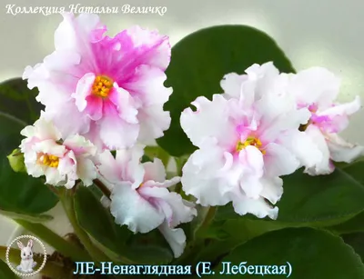 Лебецкой (ЛЕ) | | Фиалки от Натали