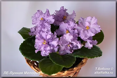 Фото сортов Лебецкой