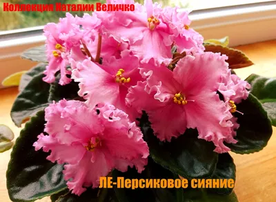 Фиалки селекции Е. Лебецкой (фотоматериал) | Полезная информация о  комнатных растениях | Дзен