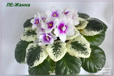 ЛЕ-Снежный Балет - Фиалки на Алтае
