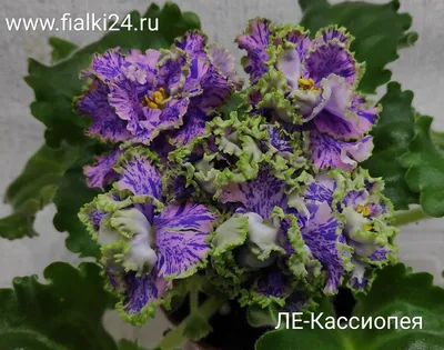 Фиалки селекции Лебецкой (ЛЕ-) - FloraPiter.Ru коллекционные ФИАЛКИ из  Санкт-Петербурга