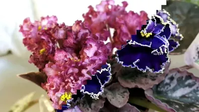 Селекция Лебецкой-(ЛЕ) | Фиалки в Красноярске