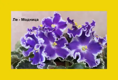 ЛЕ-Кристина -