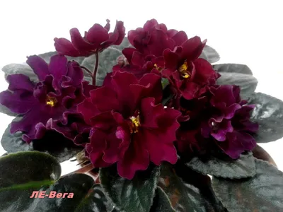 Фото сортов Лебецкой