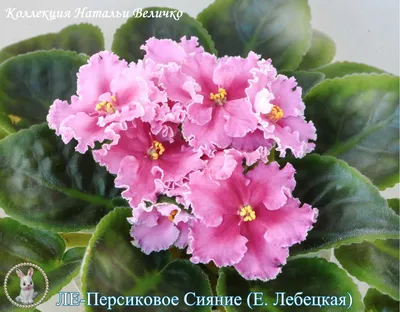 Фиалки селекции Лебецкой (ЛЕ-) - FloraPiter.Ru коллекционные ФИАЛКИ из  Санкт-Петербурга