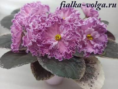 Фиалки Лебецкой Е.