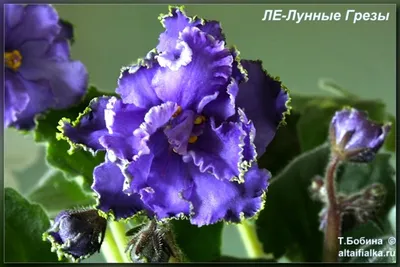 Фиалка, ЛЕ-Анечка (Лебецкая Е.)