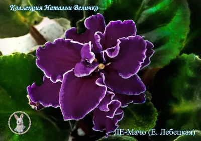Фиалка ЛЕ-Мон-Сен-Мишель Лебецкой | Fialki.ru