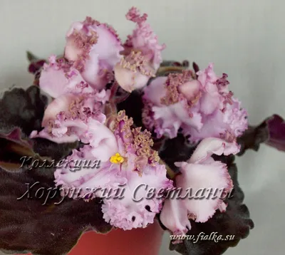 Фиалки Лебецкой Елены