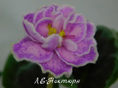 Фиалка, ЛЕ-Масленица (Е.Лебецкая)