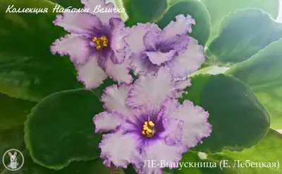 Фото сортов Лебецкой