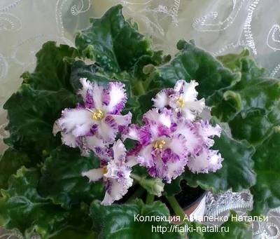 Фиалки селекции Лебецкой (ЛЕ-) - FloraPiter.Ru коллекционные ФИАЛКИ из  Санкт-Петербурга
