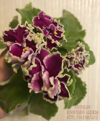 Селекция Лебецкой-(ЛЕ) | Фиалки в Красноярске