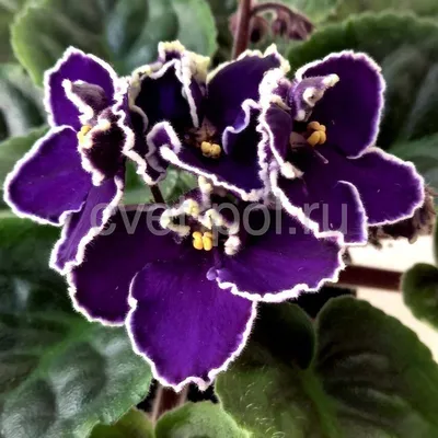 Virtual Violet :: Просмотр темы - ЛЕ-Марфа (Е.Лебецкая)