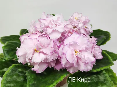 ЛЕ-Выпускница (Е. Лебецкая) - Фиалки Натальи Величко