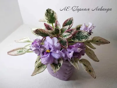 Фото сортов Лебецкой