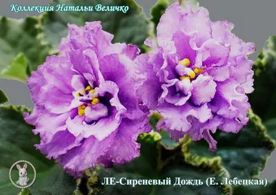Главная | Стандарты (Отечественные) | Лебецкая | ЛЕ-Снежный Балет | Сайт  Светланы Самохиной: фиалки, стрептокарпусы, эписции