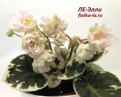 Фиалка ЛЕ-Прекрасная Креолка (Лебецкая)