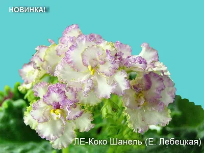 Селекция Лебецкой - FloraPiter.Ru коллекционные ФИАЛКИ (г.Королев, г.Москва  и Московская обл.)