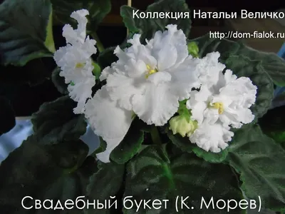 Фиалка Каменный Цветок (Морев )