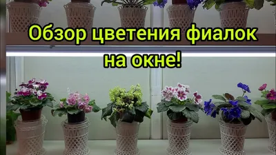 Фиалки - купить сенполии в Киеве, заказать фиалку в горшке в интернет  магазине комнатных растений и цветов Флорен