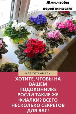 Утро, фиалка на подоконнике, красивая…» — создано в Шедевруме