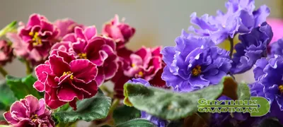 Фиалка на подоконнике не цветет? Возможно, вы допускаете эти грубые ошибки  в выращивании комнатной фиалки! | В доме мечты! | Дзен