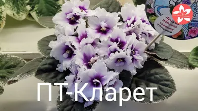 Фиалки, особенности и уход - FloraHimki.ru