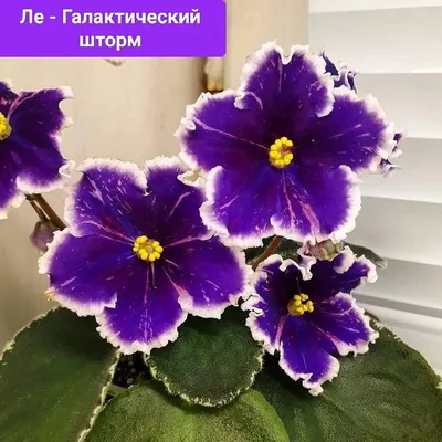Цветущий Розовый Цветок Африканской Фиалки На Подоконнике При Дневном Свете  — стоковые фотографии и другие картинки Бахрома - iStock
