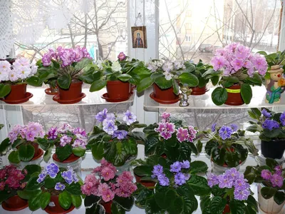 цветочный калейдоскоп - Фиалка на подоконнике, спасибо за ❤❤ это очень  важно для нас. .... На самом деле самый частый вопрос: \"а на окне так расти  будут? \" .... Да, будут и