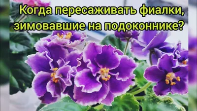 Можно ли держать фиалки в доме на самом деле - предупреждение астрологов —  УНИАН