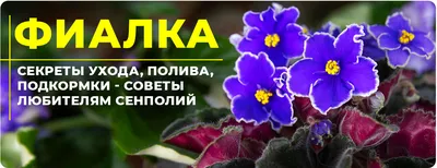 Уход за фиалкой в домашних условиях.